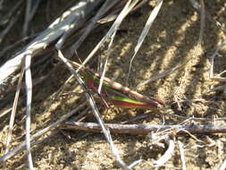 Image of Eritettix simplex (Scudder & S. H. 1869)