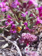 Image of Hunt Bumble Bee