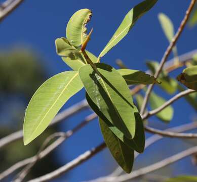 Image de Ficus atricha D. J. Dixon