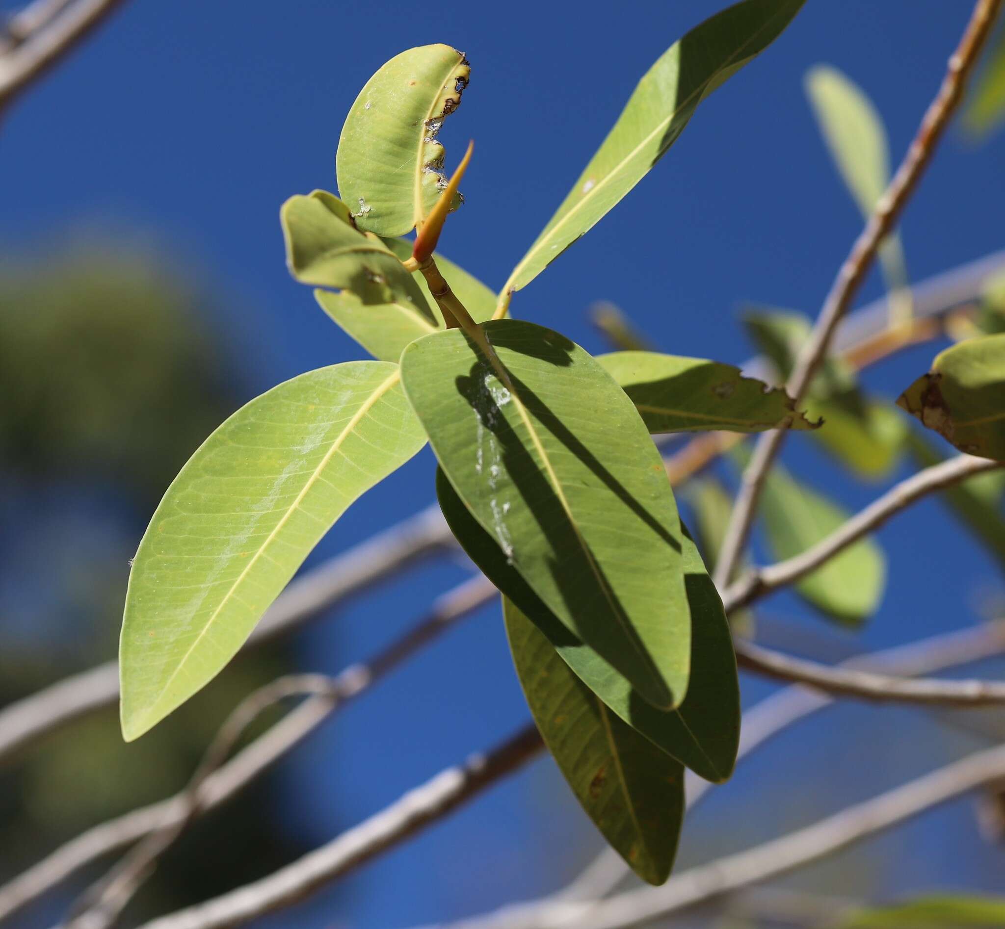 Image of Ficus atricha D. J. Dixon
