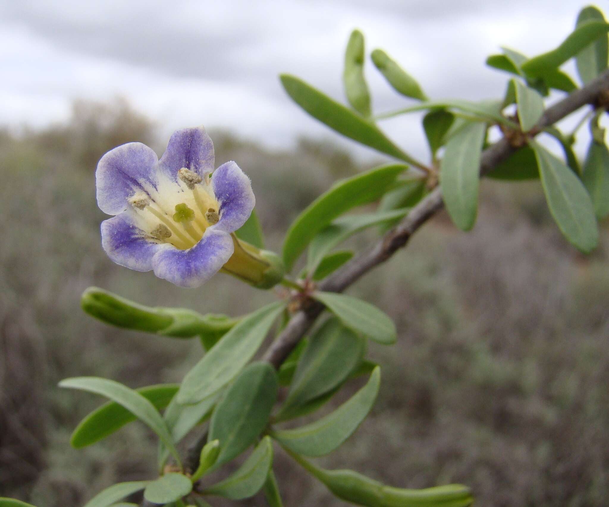 Image de Lycium oxycarpum Dun.