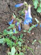 Image of Alberta beardtongue