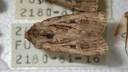 Image of Agrotis fatidica Hübner 1824