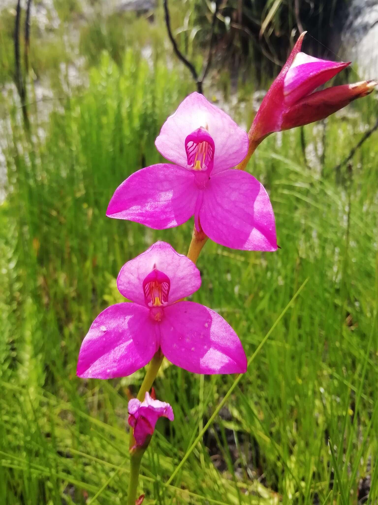 Image of Disa racemosa L. fil.