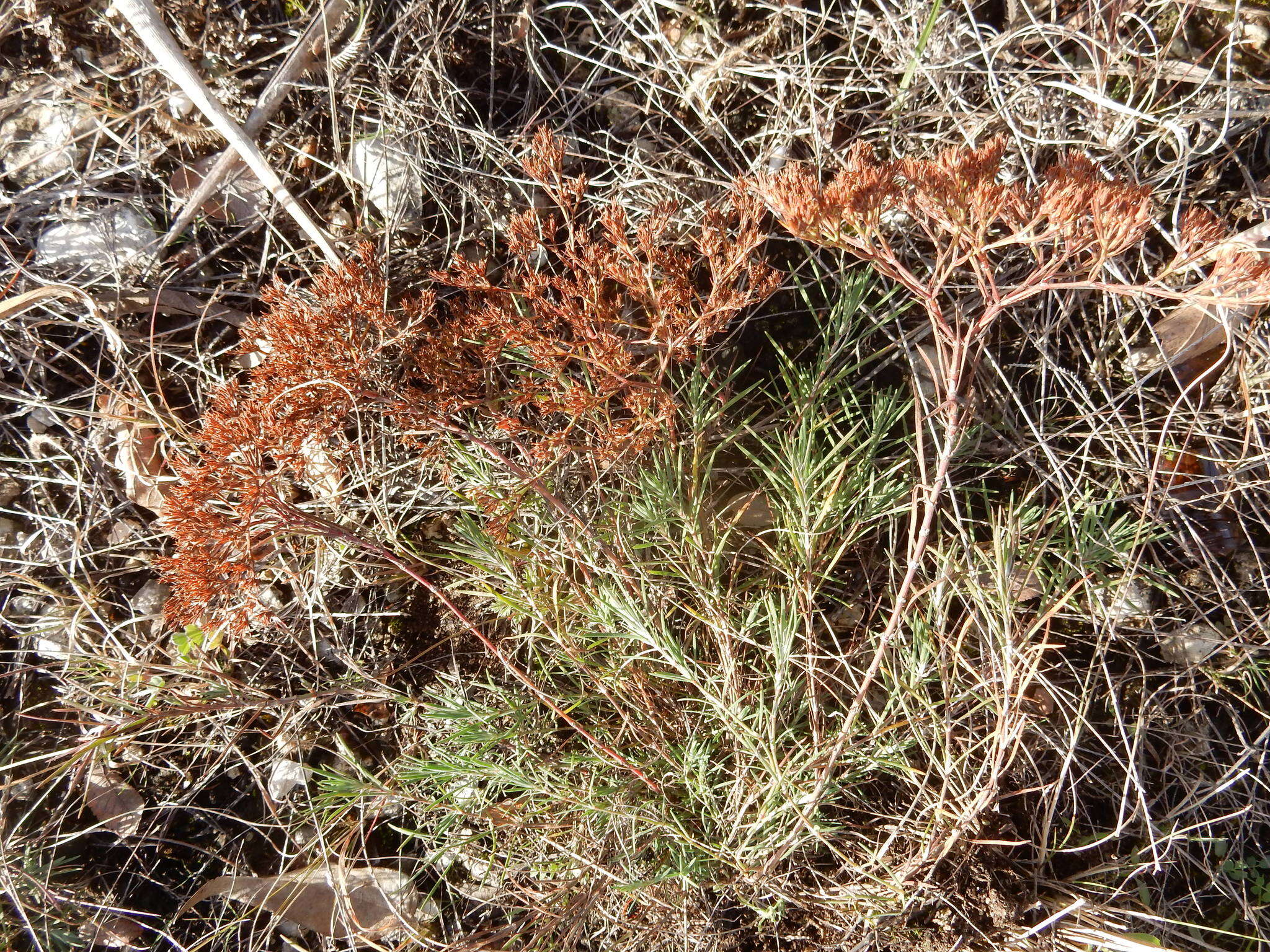 Image of yellow nailwort