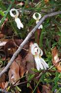 Image of Stylidium schoenoides DC.