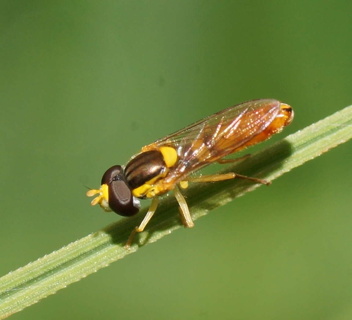 Image of Sphaerophoria macrogaster (Thomson 1869)