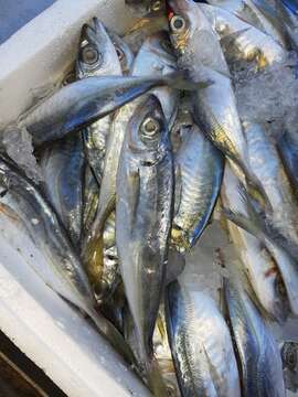 Image of Atlantic Horse Mackerel