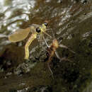 صورة Pentaphlebia stahli Förster 1909