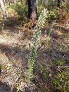 Image de Liatris elegans (Walt.) Michx.