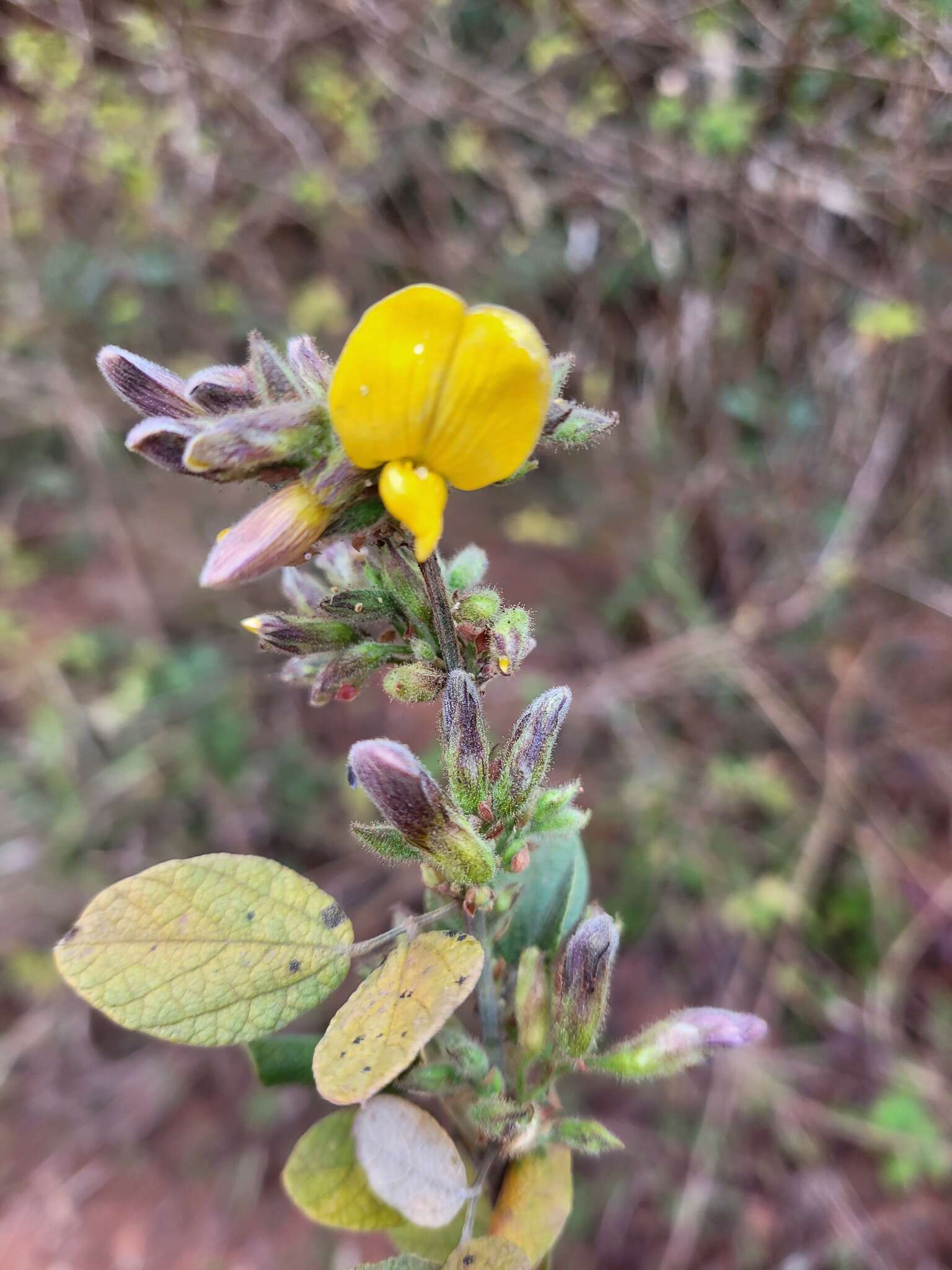 Image de Rhynchosia komatiensis Harms