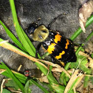 Nicrophorus (Nicrophorus) tomentosus (Weber 1801) resmi