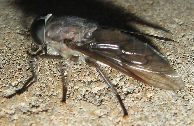 Image of Tabanus catenatus Walker 1848