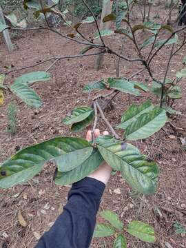 صورة Annona monticola Mart.