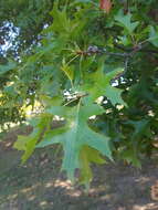 Image of Pin Oak