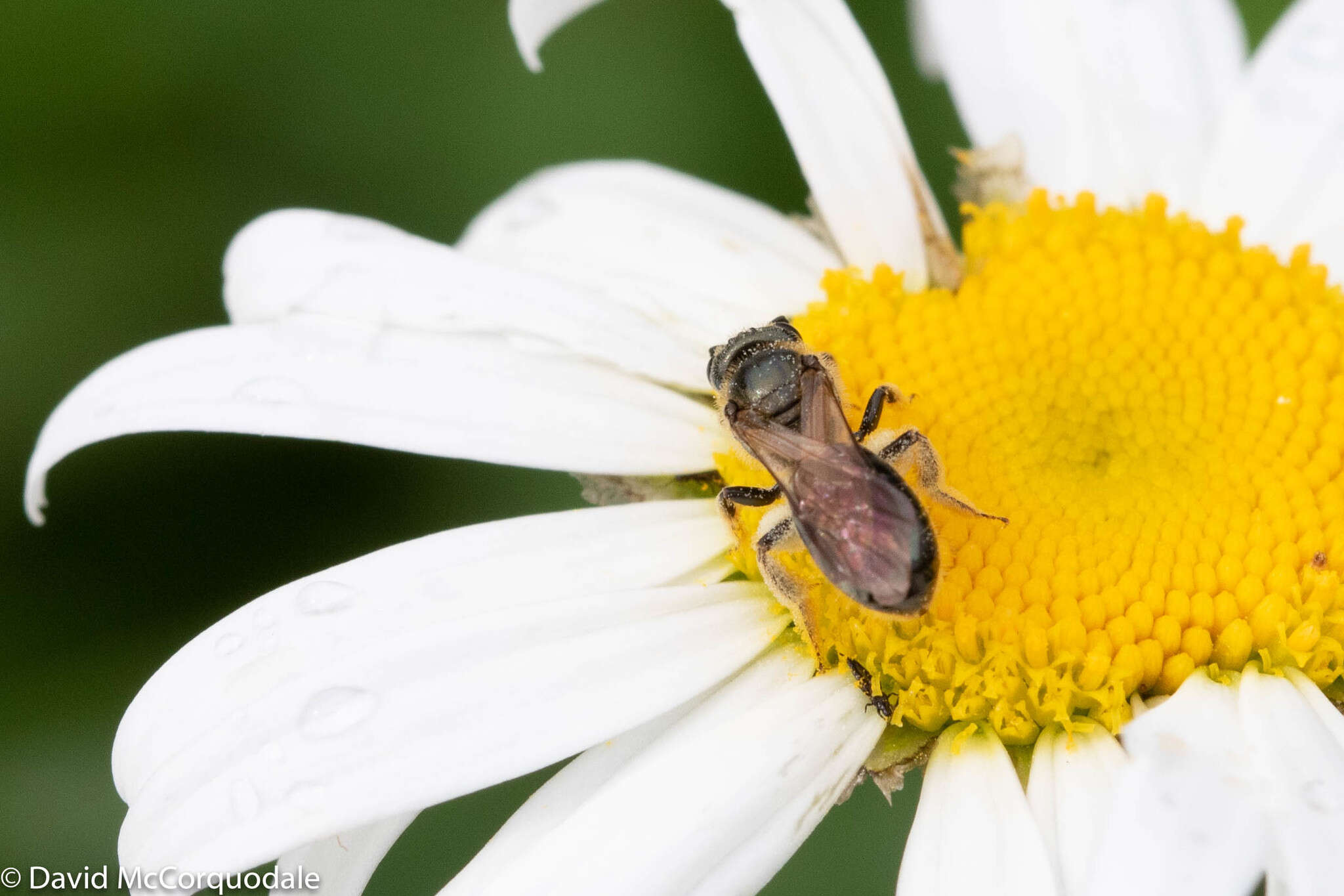 Image of Lasioglossum nigroviride (Graenicher 1911)