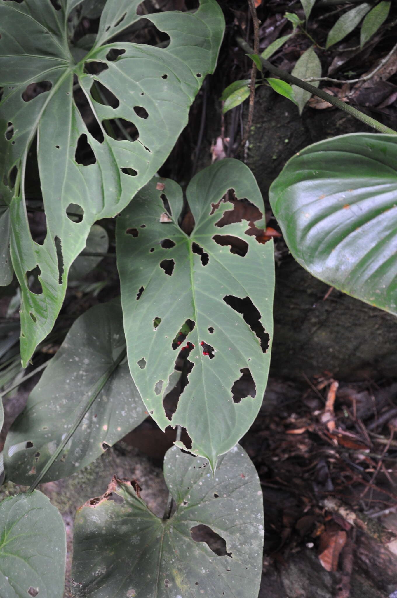 Anthurium ravenii Croat & R. A. Baker resmi