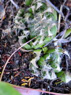 Haworthia arachnoidea var. arachnoidea resmi