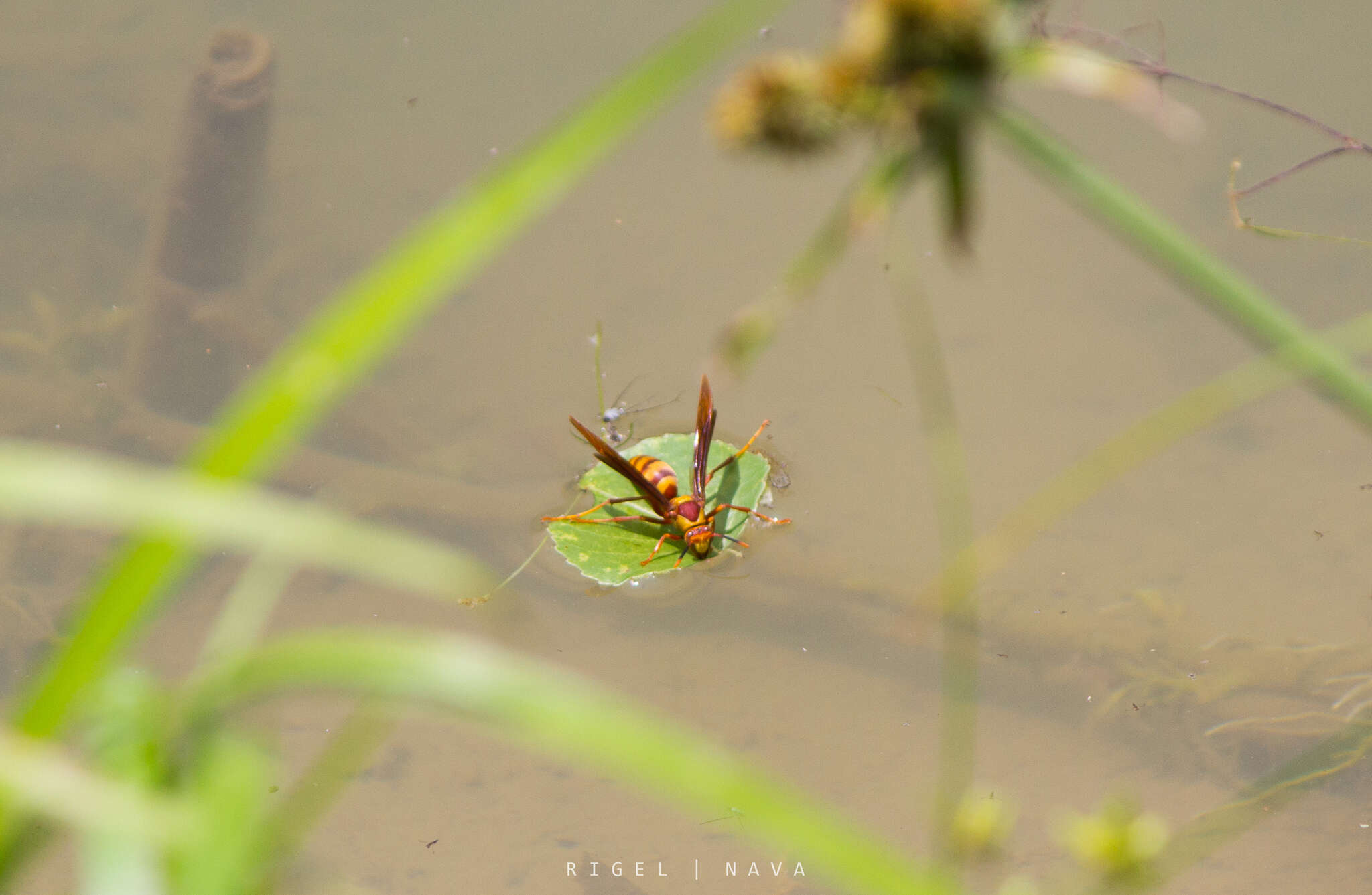 Image of <i>Polistes <i>major</i></i> major