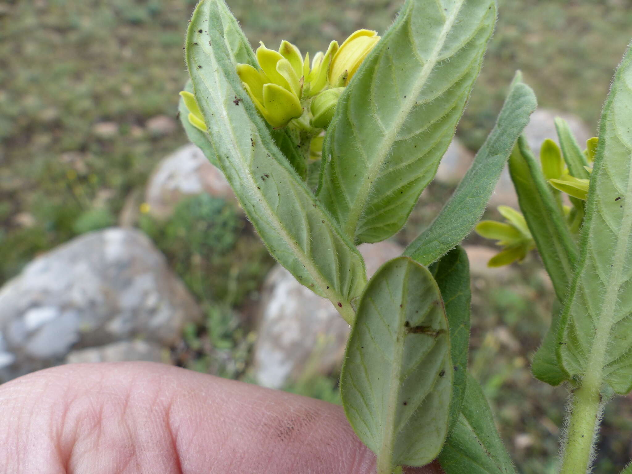 Image de Schizoglossum flavum Schltr.