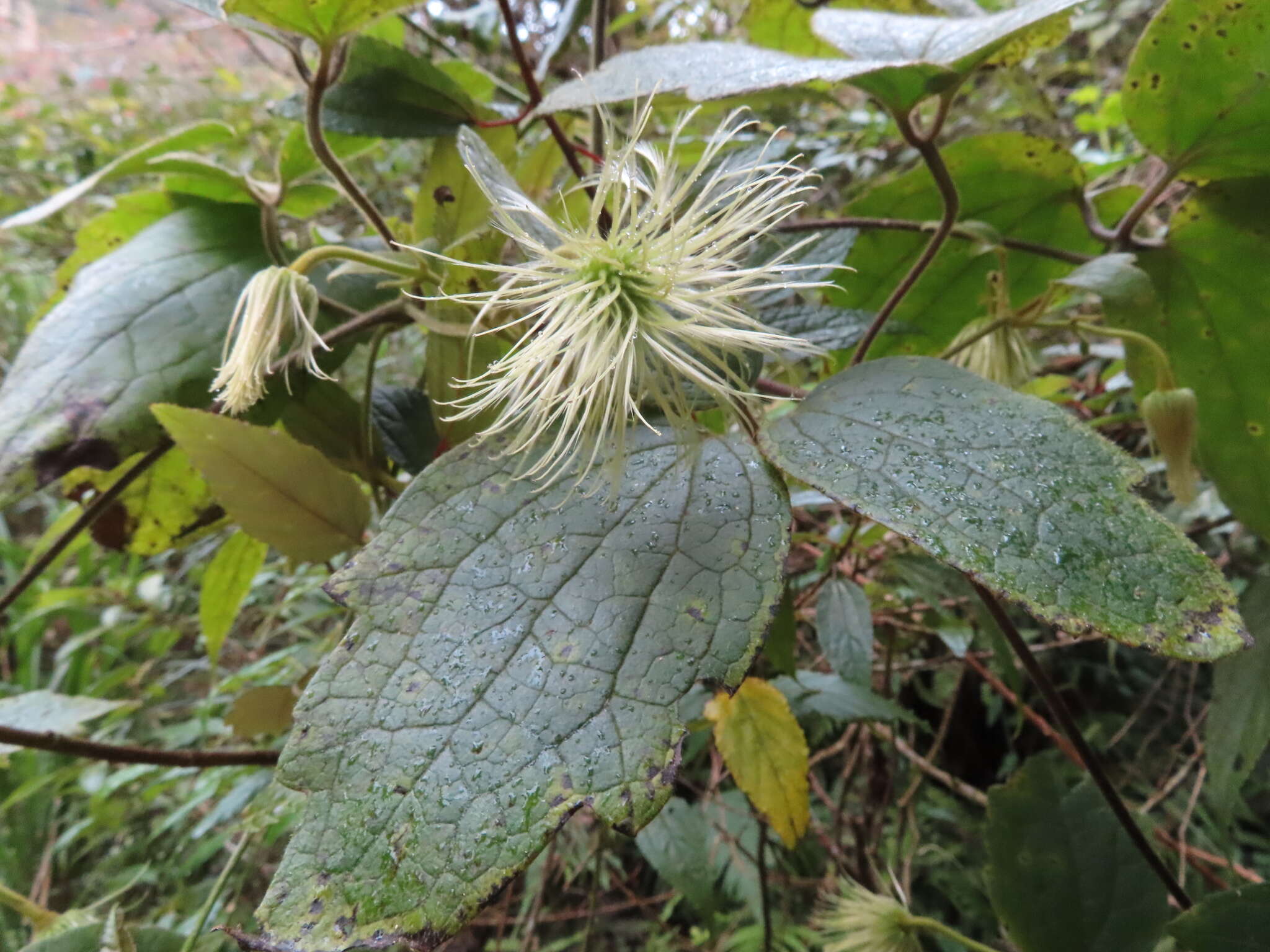 Слика од Clematis leschenaultiana DC.