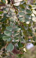 Image of Large-leaved albizia