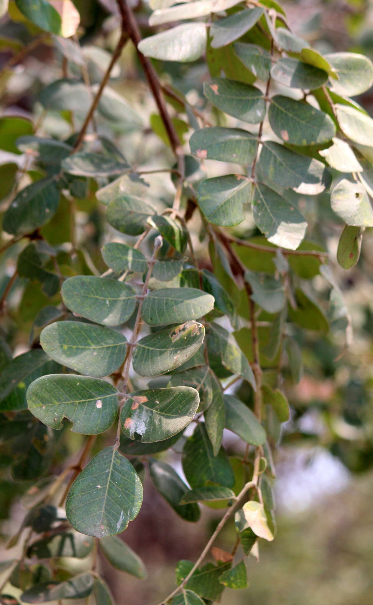 Image of Large-leaved albizia