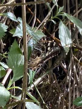 Neope armandii lacticolora Fruhstorfer 1908 resmi