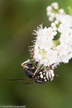 Image of Spilomyia fusca Loew 1864