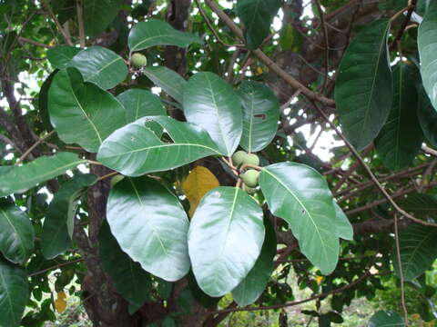 Image of Ficus maxima Mill.