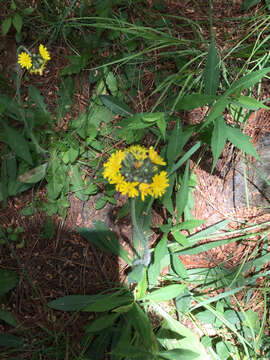 Image of Pilosella caespitosa (Dumort.) P. D. Sell & C. West