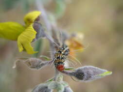 Image of Ornate Bella Moth