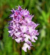 Image of Three-toothed orchid