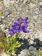 Image of Swamp Larkspur