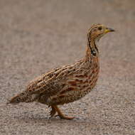 Imagem de Scleroptila shelleyi (Ogilvie-Grant 1890)