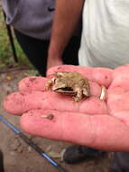 Image of Wood Frog