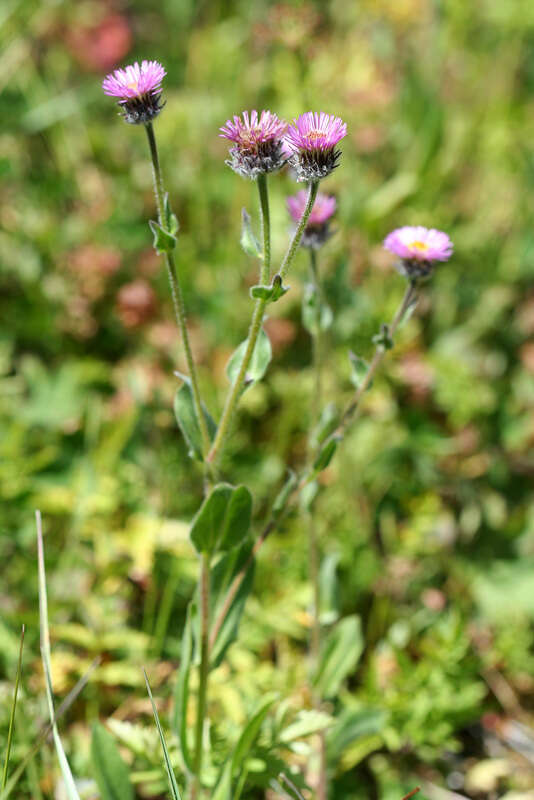 Image de Erigeron caucasicus Stev.