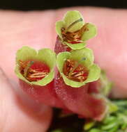 Image of Erica unicolor Wendl.