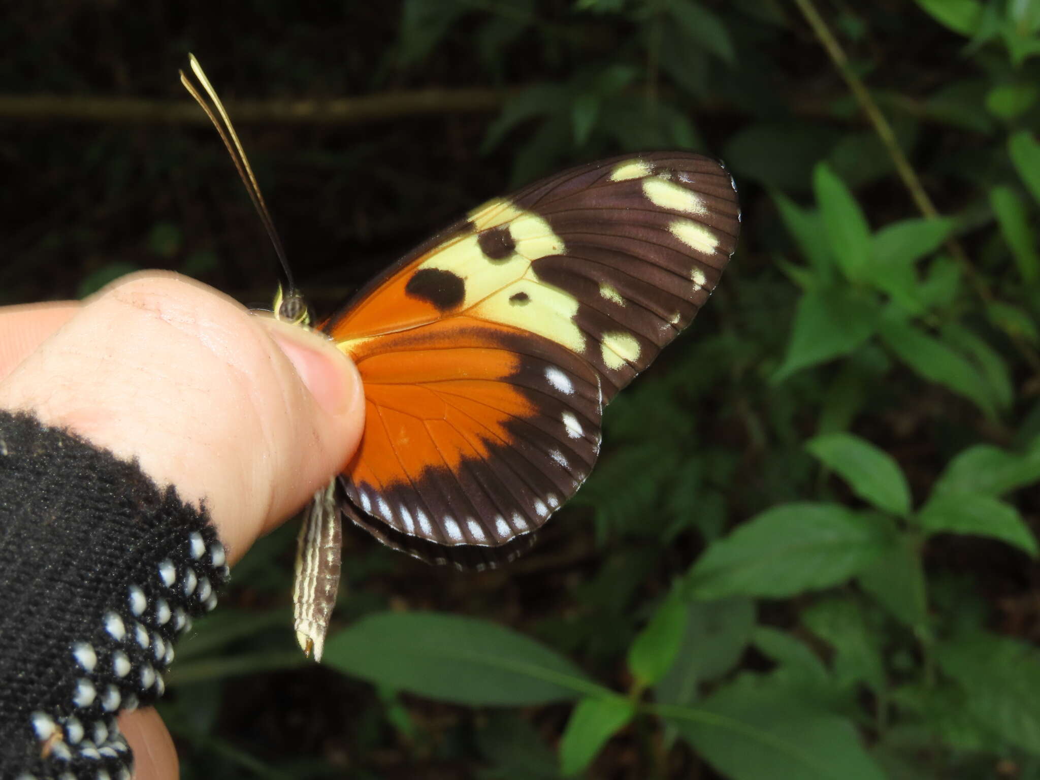 Image of Heliconius hecale melicerta