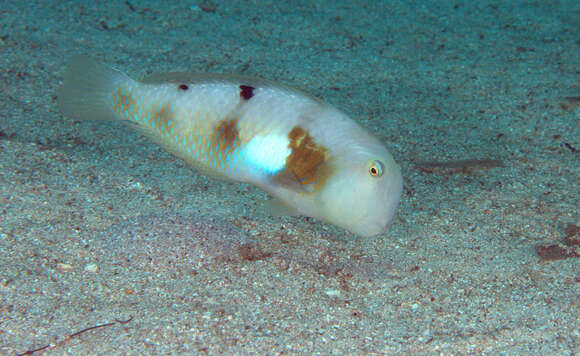 Image of Whitepatch razorfish