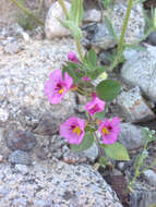 Image of Bigelow's monkeyflower