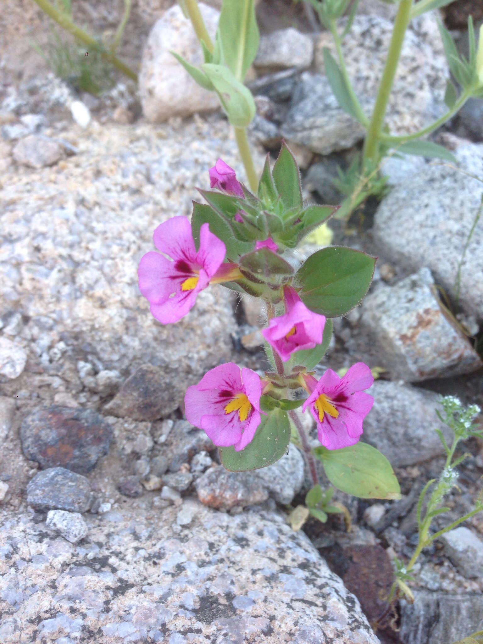 Image of Bigelow's monkeyflower