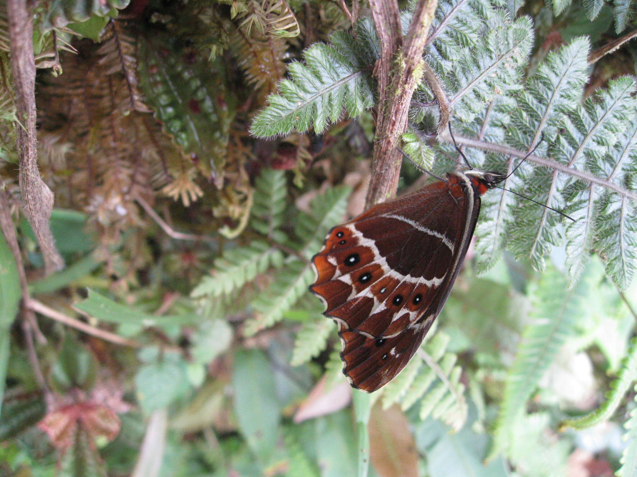 Image de Oxeoschistus puerta Westwood (1851)