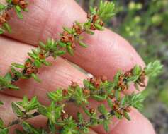 Image of Erica cordata var. cordata