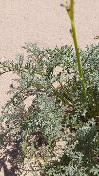 Image de Argylia radiata (L.) D. Don