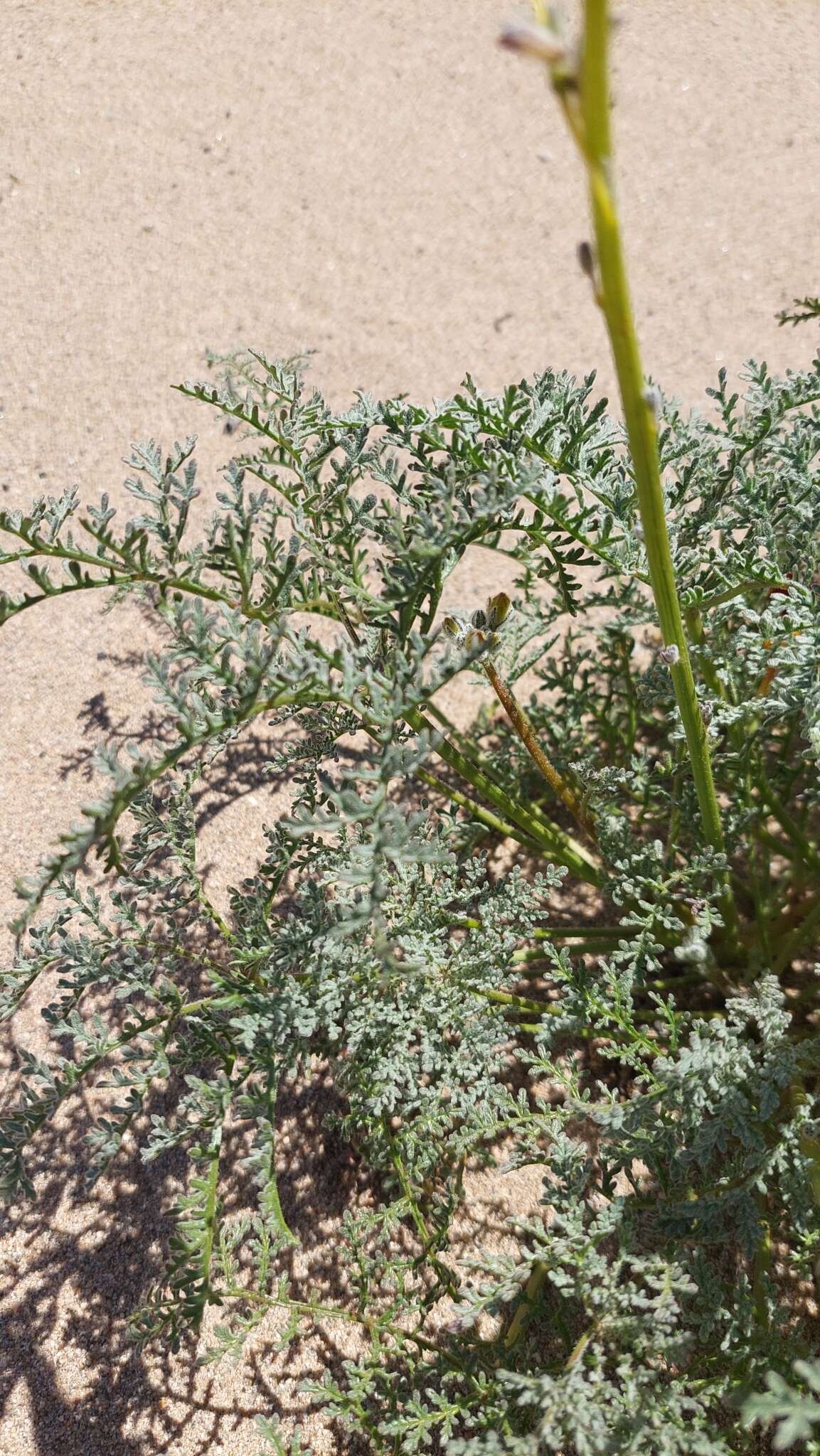 Image of Argylia radiata (L.) D. Don