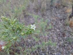 Image of Thesium celatum N. E. Br.