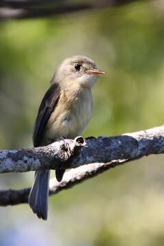 Image of Lesser Antillean Pewee