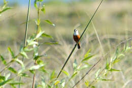 Image of Marsh Seedeater