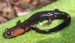 Image of Imitator Salamander